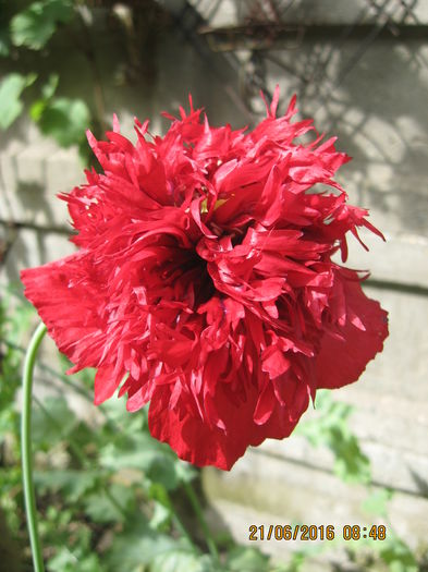 Picture 6545 - Flori de gradina 2015-2018