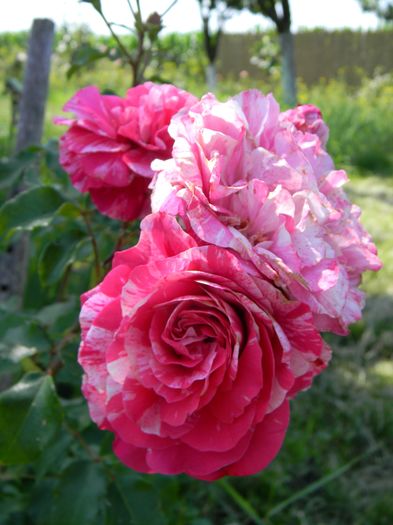 Ines Sastre - Trandafiri urcatori 2016