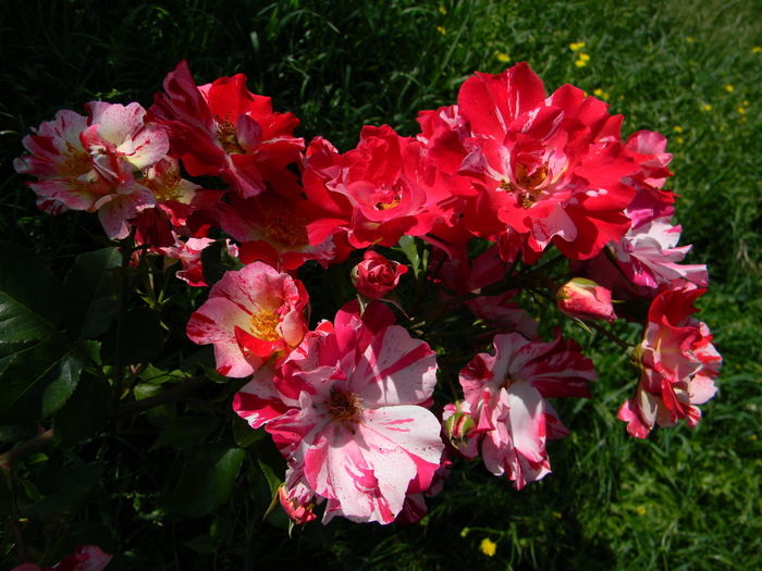 Crazy for you - Trandafiri urcatori 2016