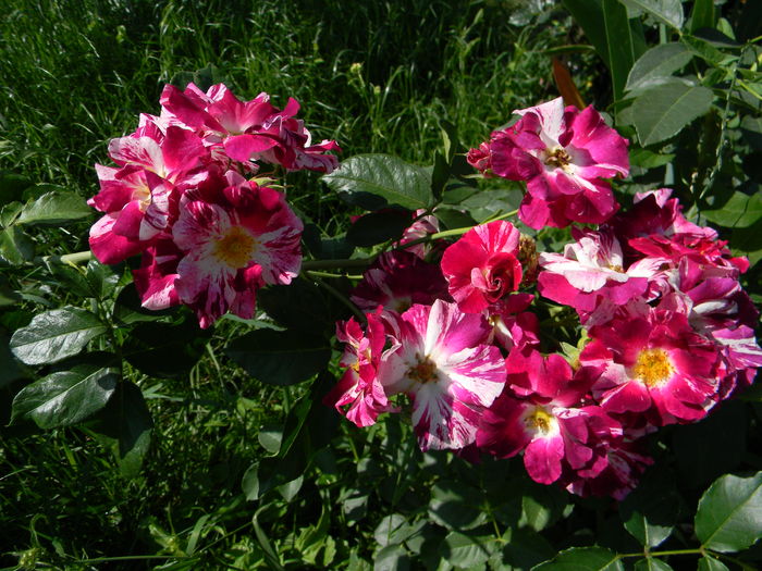 Purple splash - Trandafiri urcatori 2016