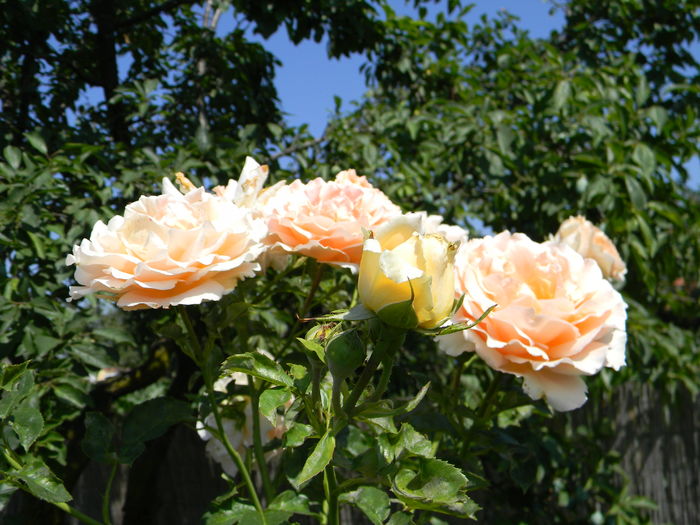 Polka - Trandafiri urcatori 2016