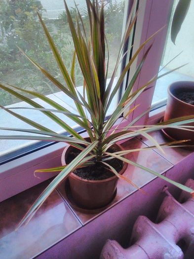 dracena