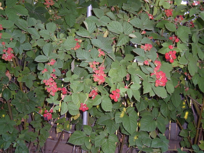 mur cu tepi aromat si foarte parfumat