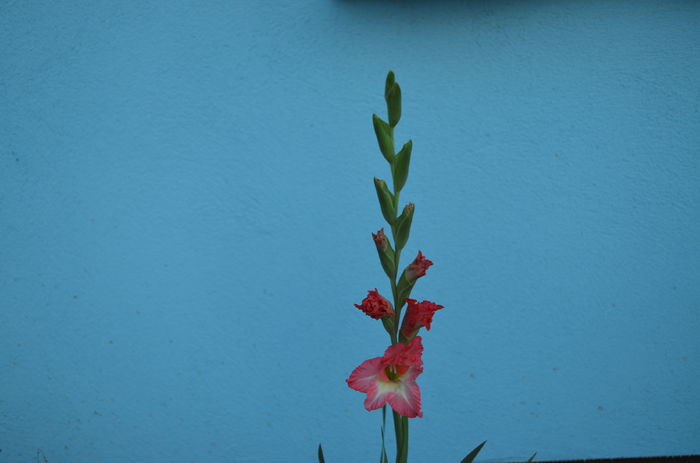 DSC_0049 - evolutii