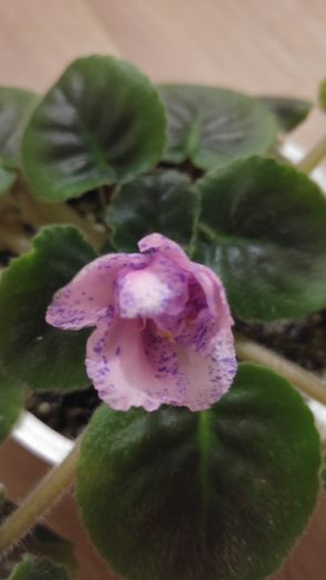 24 iunie 2016 Experiment reusit