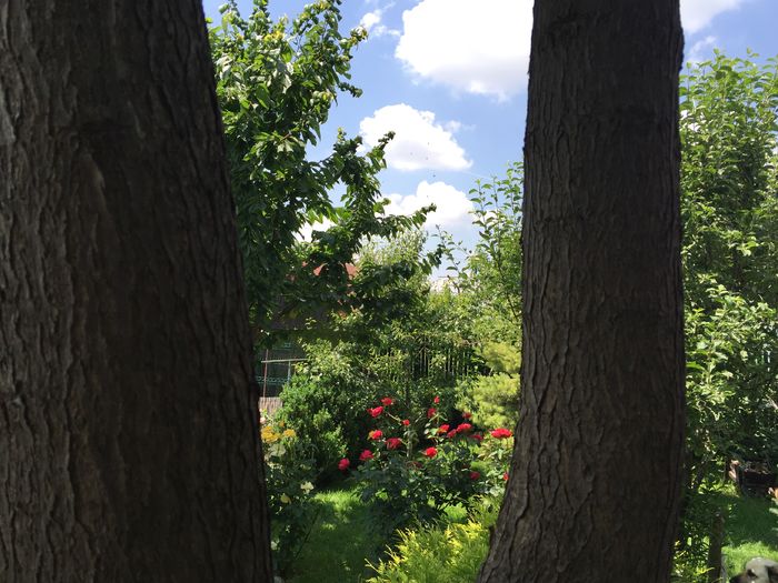 image - TRANDAFIRI 2015_2016