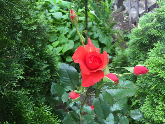 image - TRANDAFIRI 2015_2016