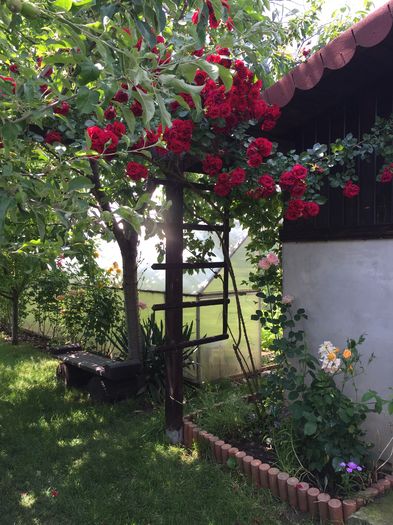 image - TRANDAFIRI 2015_2016