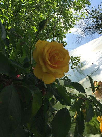 image - TRANDAFIRI 2015_2016