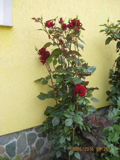 Picture 6396
