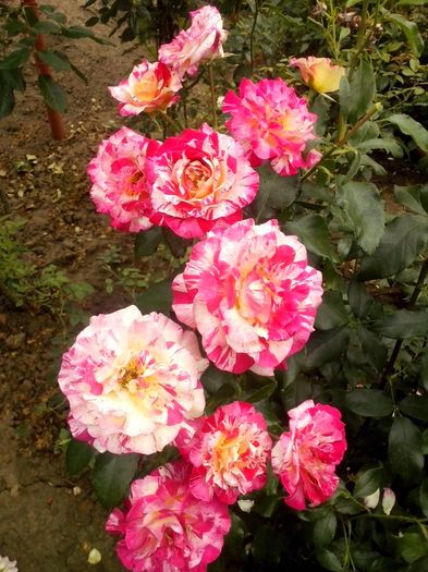 13558618_972235692922925_2342715073052025527_o - 0 TRANDAFIRI 2016