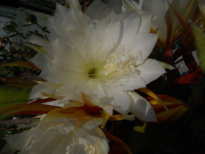 DSCN9648 - A48   2016