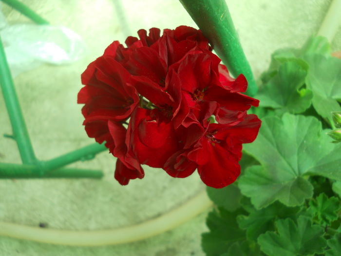 DSCN9656