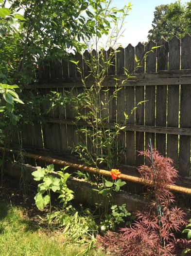 Bambus si Artar Japonez