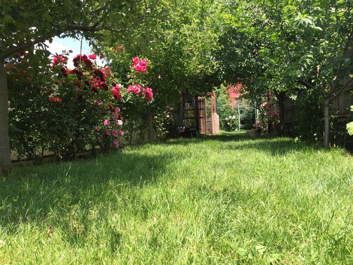 Aleea de la poarta spre casuta