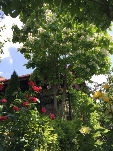 Catalpa inflorita si trandafiri