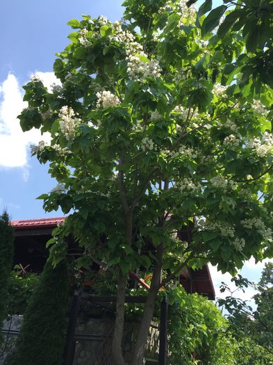 Catalpa cu flori