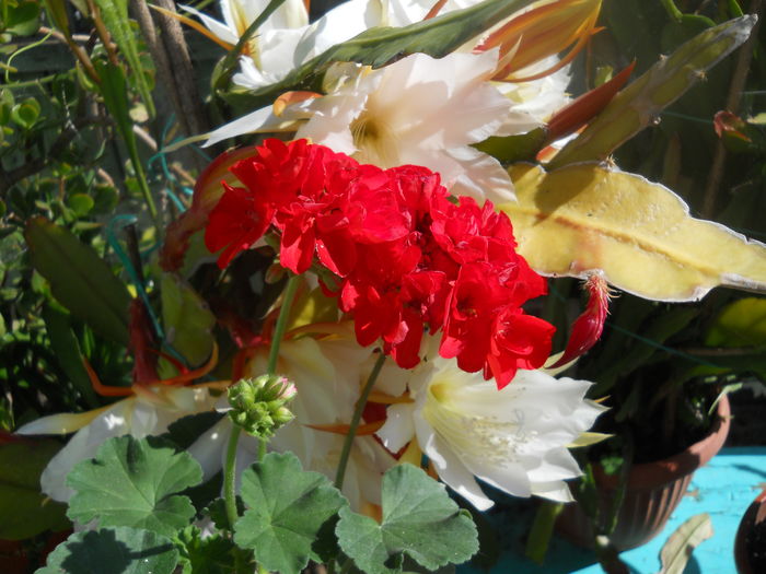 DSCN9666 - A48   2016