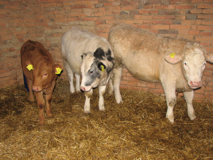 domnisoarele de azi, vacile de carne de maine - Vaci de carne - tineret femel