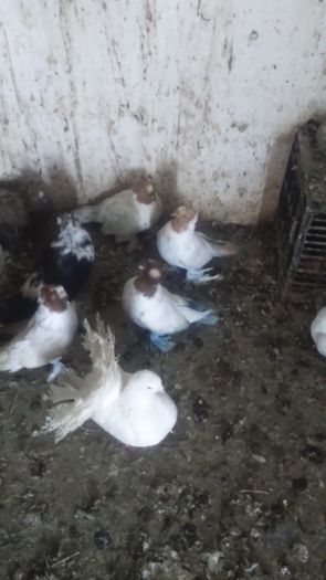 DSC_0009 - furiciocu