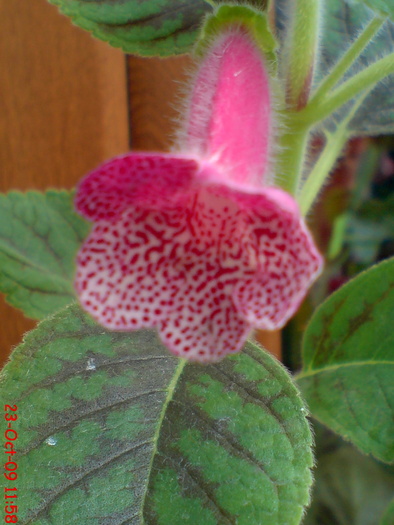 Ampallang - KOHLERIA