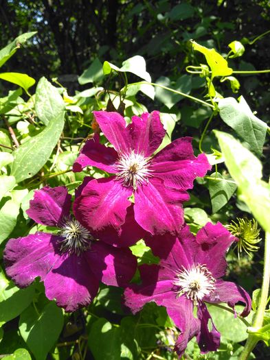 IMG_20160626_140055[1]; clematita
