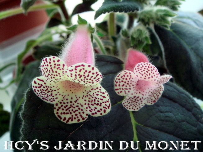 HCYs Jardin du Monet - KOHLERIA