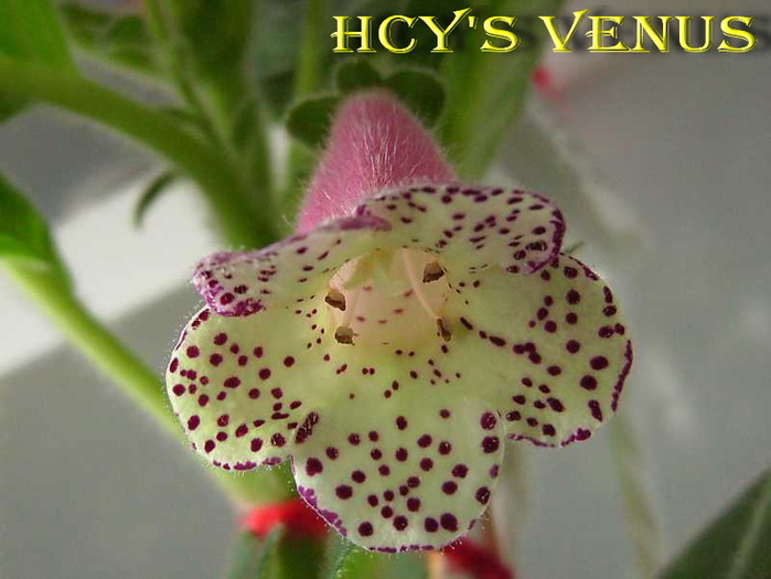 HCYs Venus; scoasă din colecție

