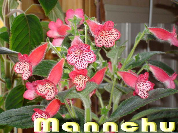 Mannchu - KOHLERIA