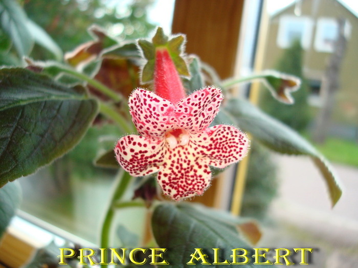 Prince Albert - KOHLERIA