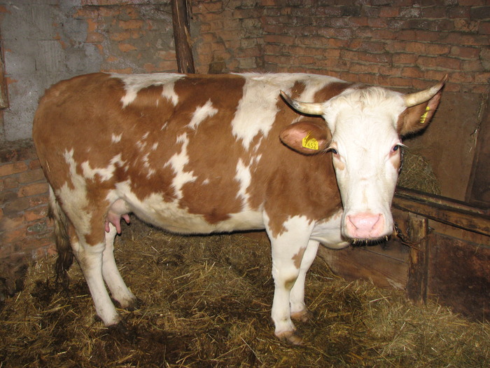 Floara feb 2010 - Bovine 2010