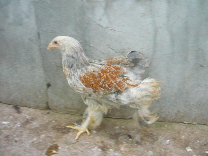 P1150926