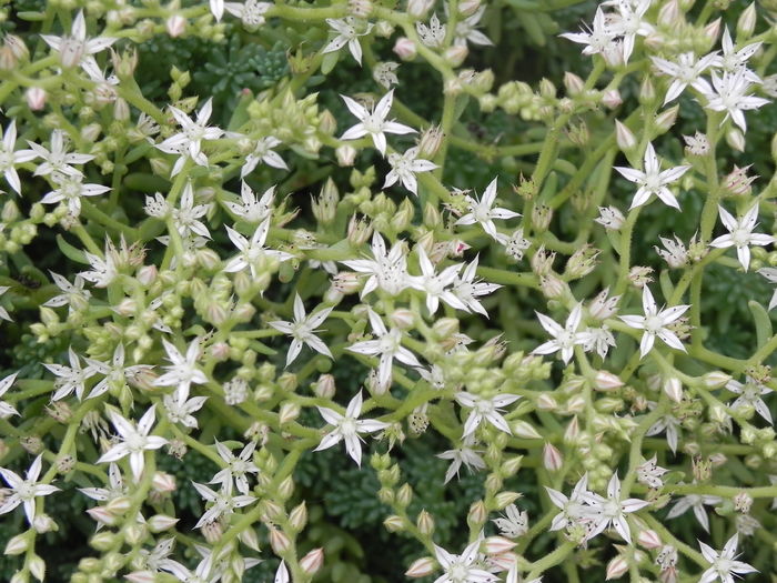 Sedum album