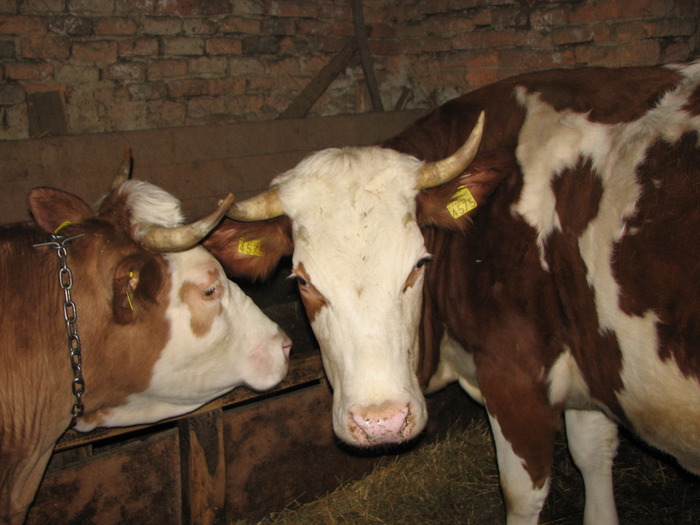 stand de vorba - Bovine 2010