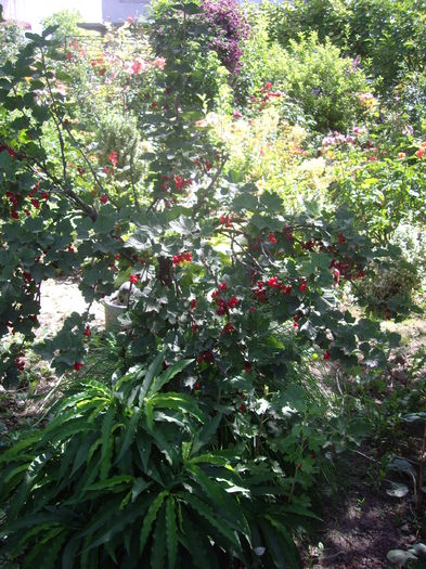 IMGP9825