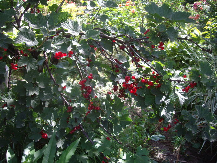 IMGP9826