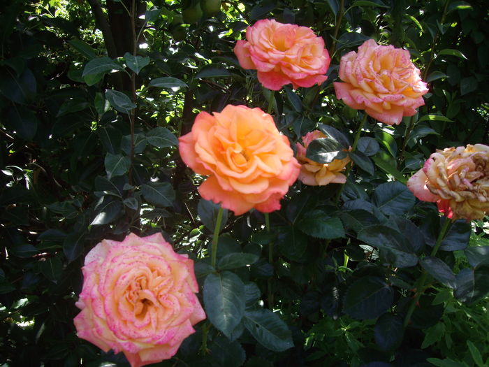 IMGP9833