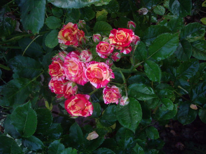 IMGP9838