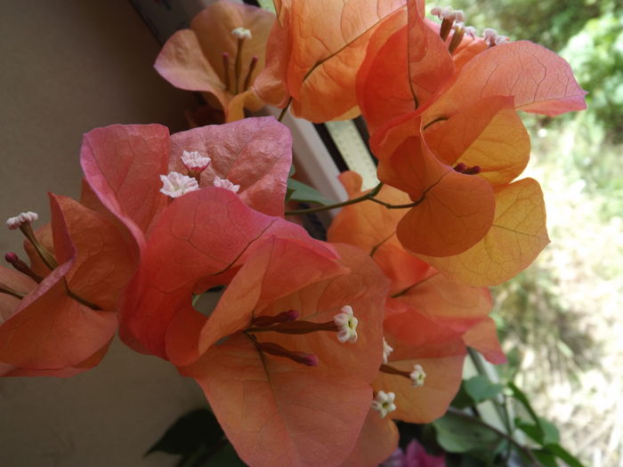 DSCF4822 - Bougainvillea