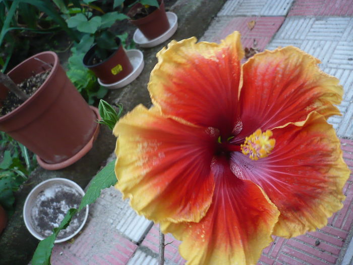 P1270706
