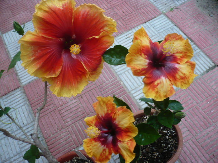 P1270717