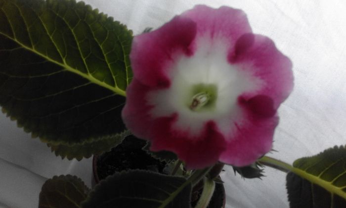 20160627_195347 - Flori 2016