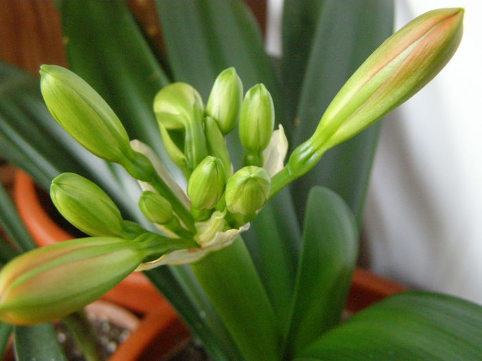 Clivia; Multumesc, Ligia, iar infloreste !
