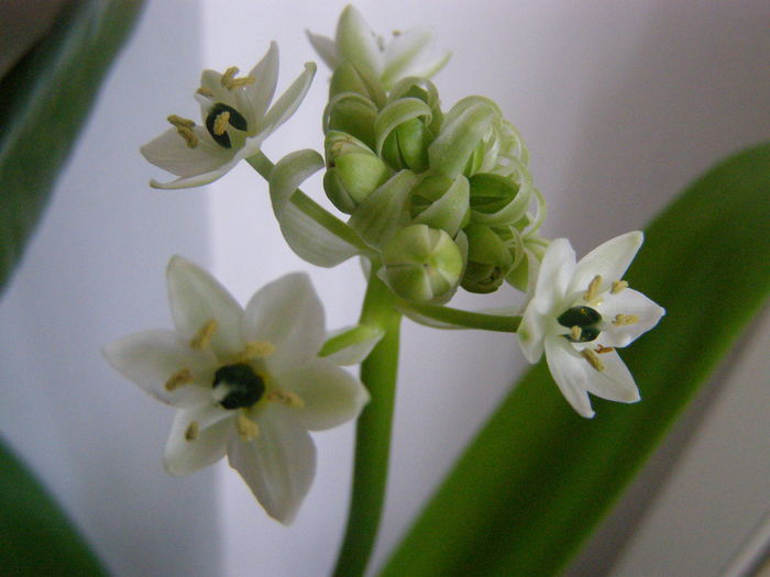 Ornithogalum; prima floricica
