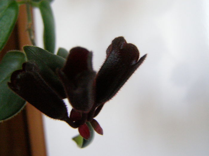 Aeschynanthus Mona Lisa