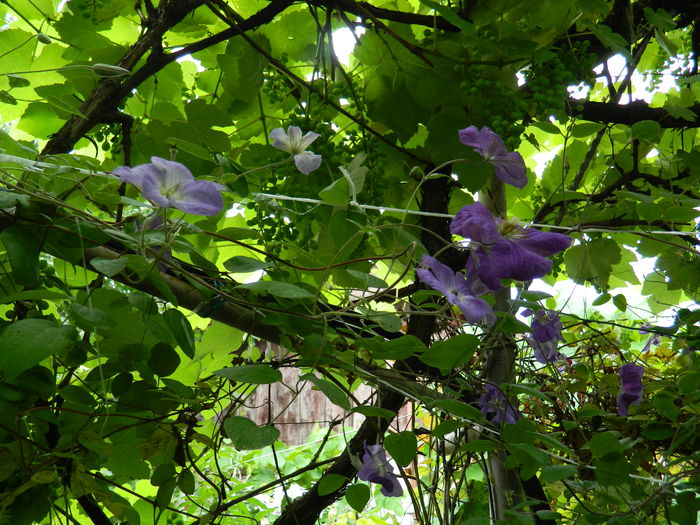 DSCN0603 - 2016 BRUGMANSII_CLEMATITE_HORTENSII 3