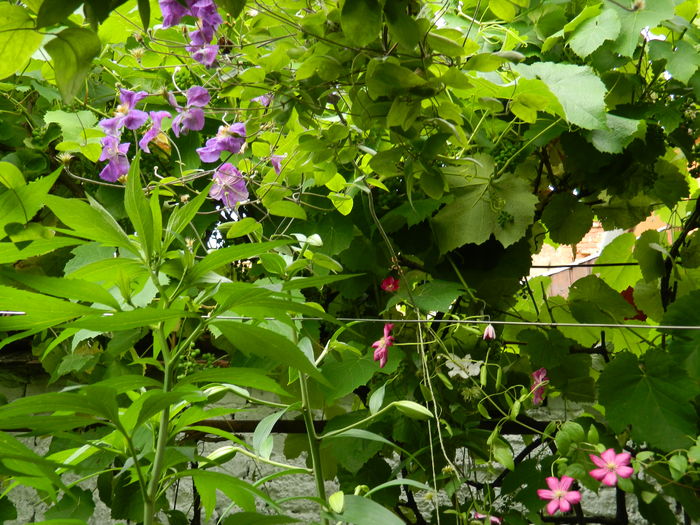 DSCN0606 - 2016 BRUGMANSII_CLEMATITE_HORTENSII 3