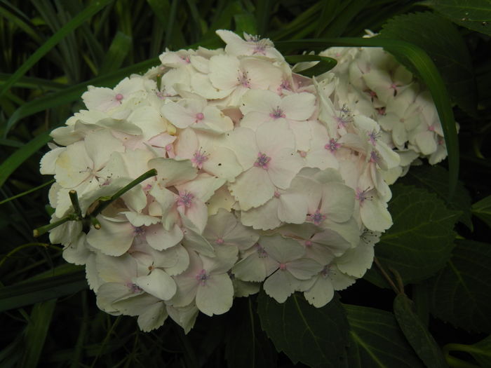 DSCN0836 - 2016 BRUGMANSII_CLEMATITE_HORTENSII 3