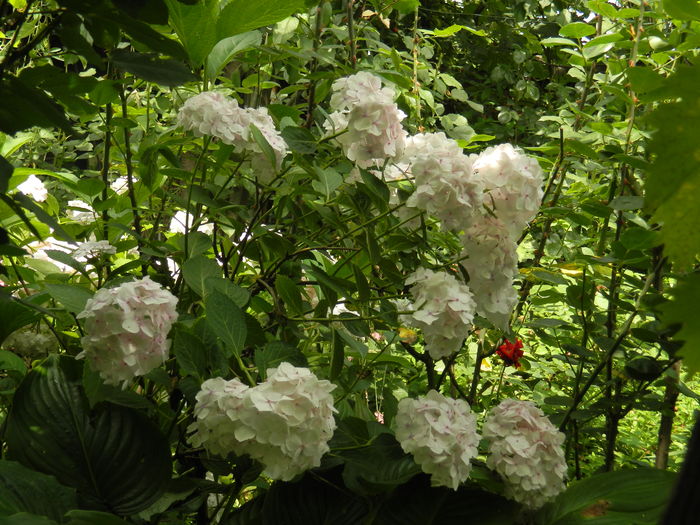 DSCN0838 - 2016 BRUGMANSII_CLEMATITE_HORTENSII 3