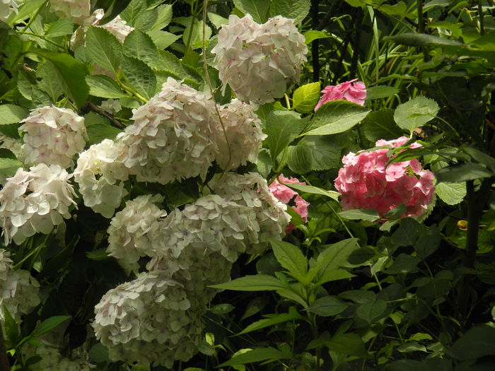 DSCN0844 - 2016 BRUGMANSII_CLEMATITE_HORTENSII 3